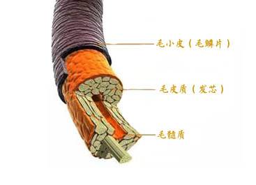 头发总分叉是缺什么营养,头发不分叉是不是营养好