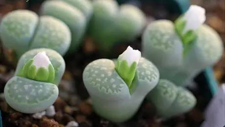 海淘族11.11不学国检法规吃大亏