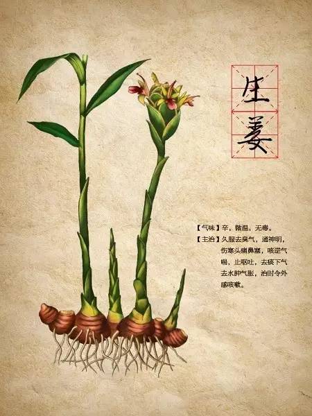 食材志——生姜，还能做香水？