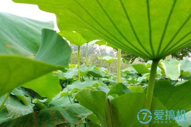 note8荣耀,荣耀note8玩原神