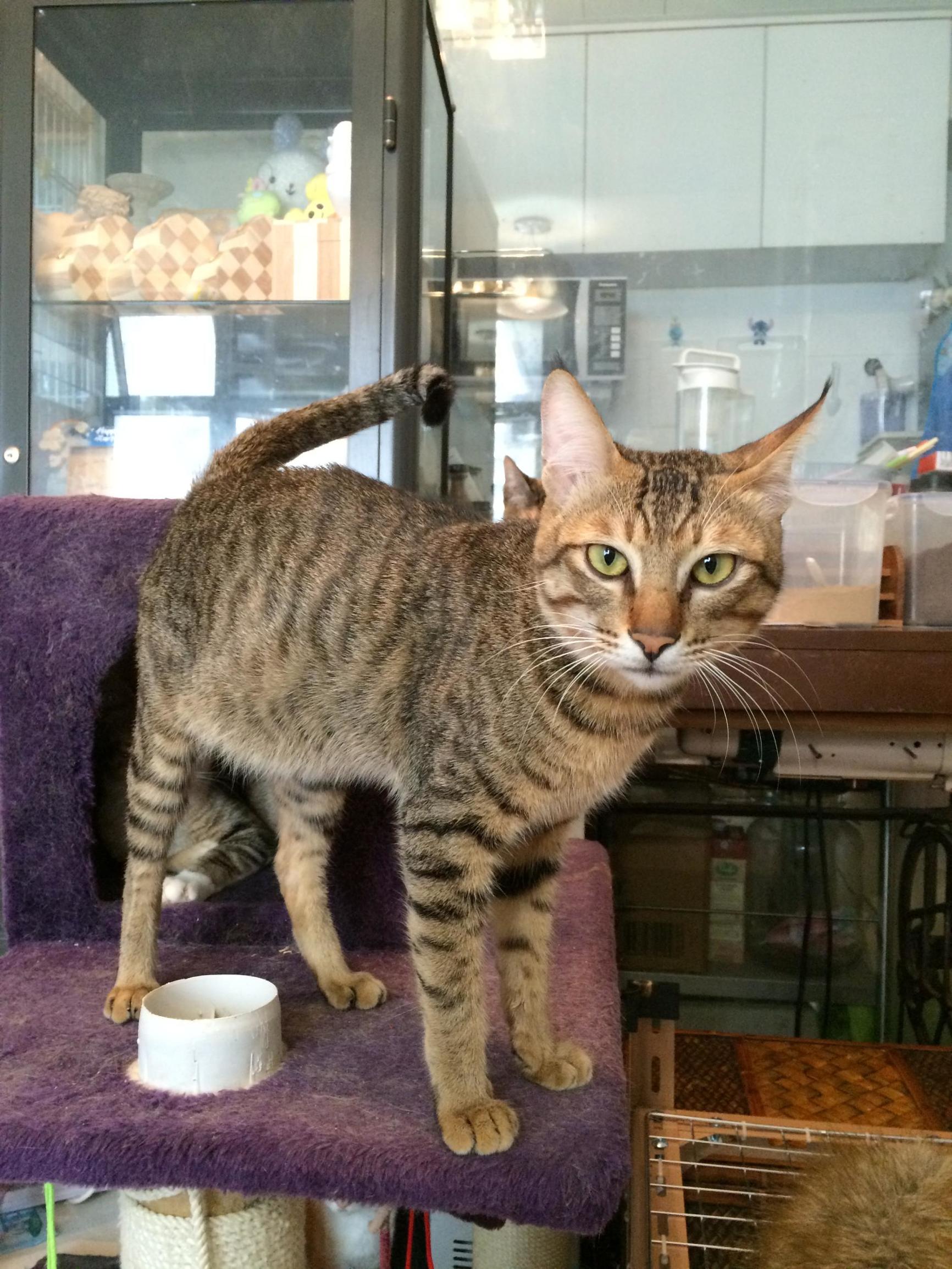 这个香港女孩，是20只残疾猫咪的妈妈：“我会照顾它们到老”