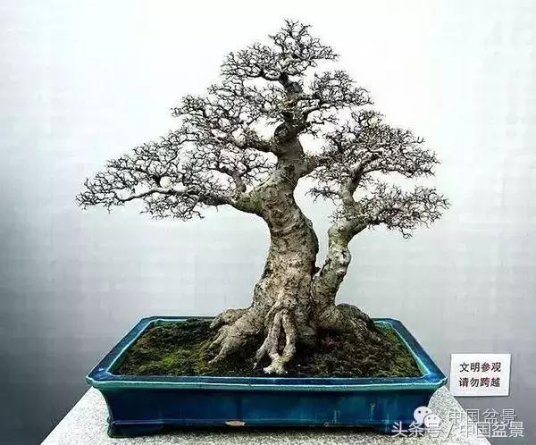 枸杞树桩盆景如何造型,紫薇盆景树桩造型图片