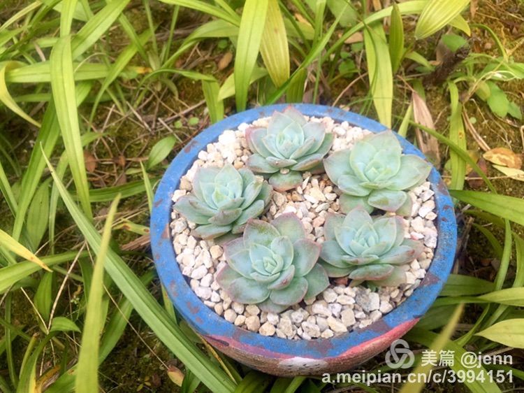 我的多肉小苗一直在露养用遮阳吗,露养冬天的第一盆多肉