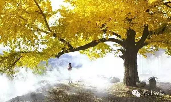 武汉秋天不可错过的美景,武汉踏春打卡地