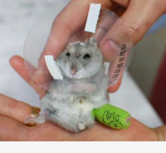 小仓鼠越狱了,仓鼠越狱的时候被压嘴巴歪了