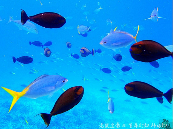 帕劳海底鲨鱼图片大全,帕劳海洋奇观之谜