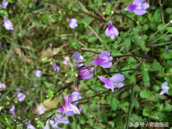 我在非洲工作的日子，给大家介绍下非洲的风土人情