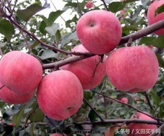 中国地理标志大会视频,国家地理标志产品官方采访