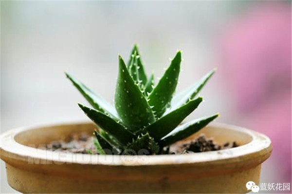 可以净化空气的室内盆栽植物,什么植物净化空气能力最强室内