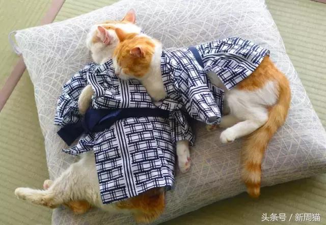 我们也可以像猫咪一样自由吗 (和猫一样的旅行)