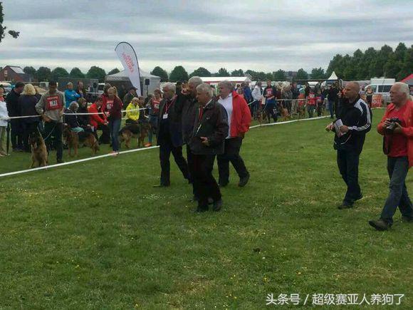 2017年德国牧羊犬犬展,sv德国牧羊犬本部展