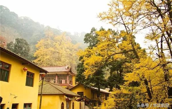 乐山最美银杏打卡地,中国最美十大银杏观赏地