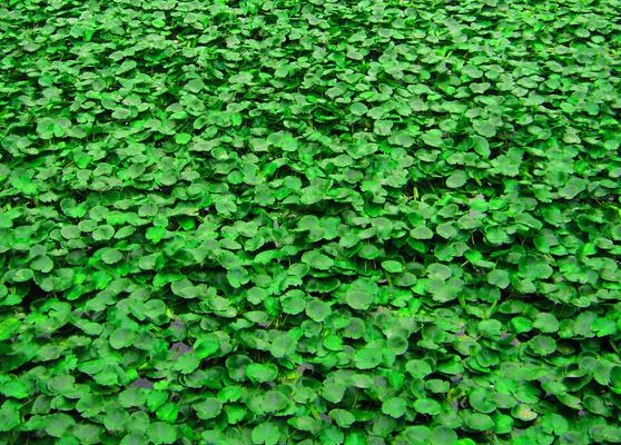 养绿植有什么寓意,养盆栽绿植有什么好处