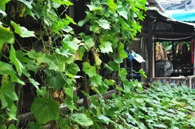 黄埔古港农家菜,黄埔古港好吃美食