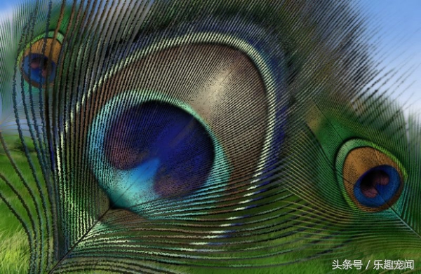 孔雀毛寓意什么意思,孔雀毛的寓意及象征风水