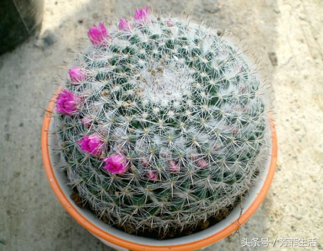 植物杀手，你知道仙人球要怎么养吗？