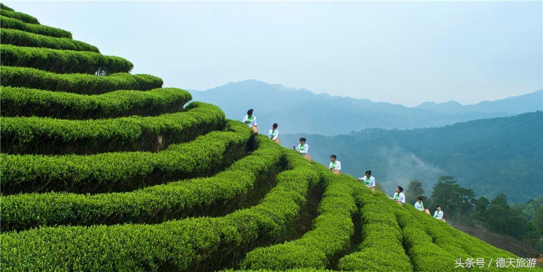 闻茶香回甘甜暖人心,闻茶香绿茶