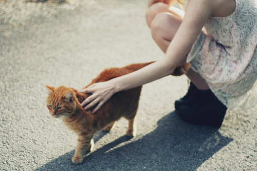 喵星人走了怎么安慰,猫咪走丢了怎么找回来搞笑视频