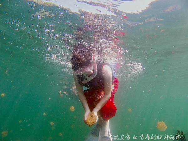 帕劳海底鲨鱼图片大全,帕劳海洋奇观之谜