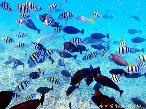 帕劳海底世界完整视频,帕劳潜水遇到的海底生物