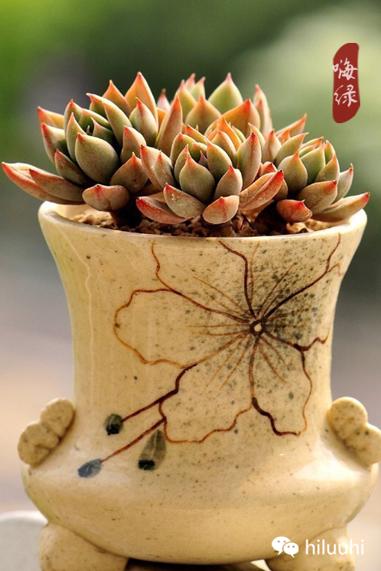 怎么可以这么美图片,漂亮韩国多肉