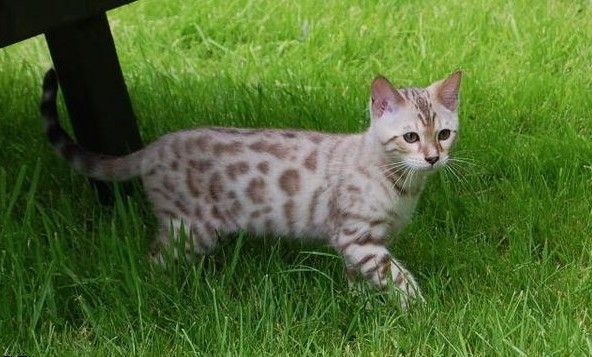 性价比低的猫咪品种有哪些,什么种类的猫最便宜