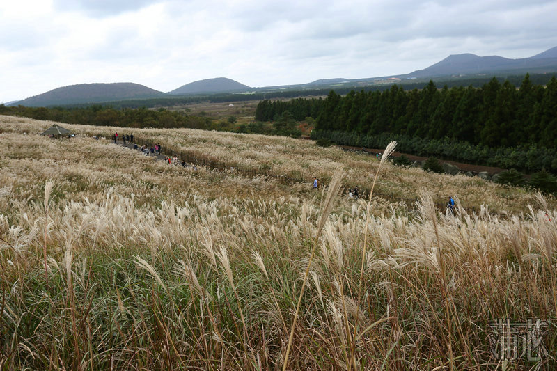 济州岛看枫叶,济州岛枫叶