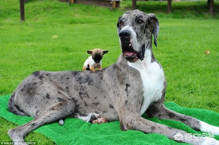 狗被咬肺感染会死吗,狗咬了可以喝抗病毒药水吗