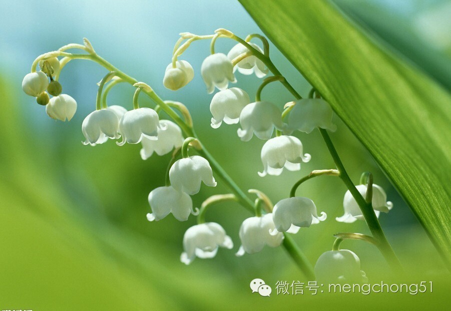 猫咪对哪些植物有毒,对猫咪有毒的植物