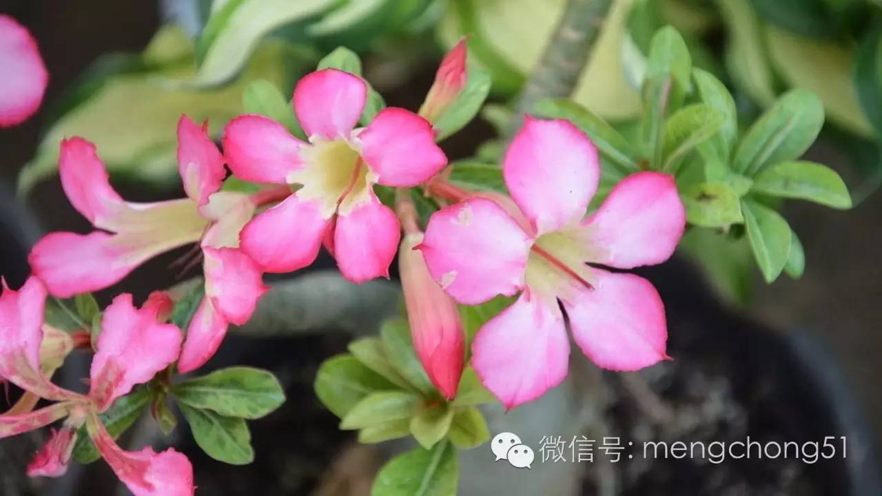 对猫咪有毒的植物有哪些？猫咪误食毒性植物怎么办？