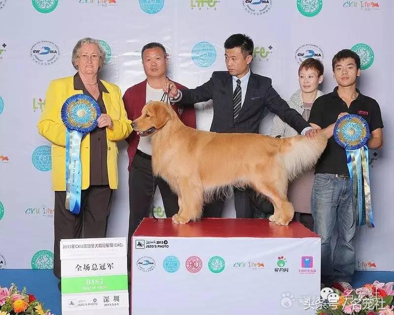 成都金毛cku国际认证犬舍,金毛拉布拉多犬舍全国直发