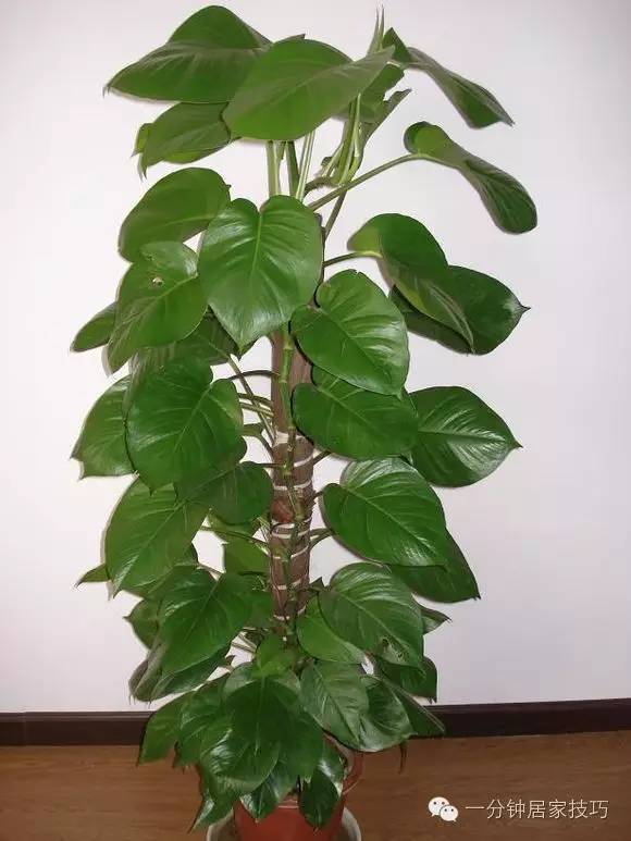 适合在屋里养有利于健康的植物,家里种植什么植物有助于健康