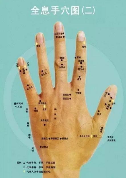 人体全息图集锦留着超级有用,人体部位全息图和反射图pdf