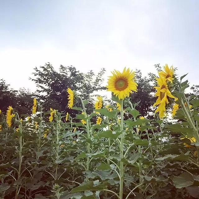 天呐！镇海将拥有宁波最大草坪？还将建宁波唯一