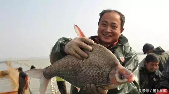 湖北省哪个地方的鱼最好吃,湖北最好吃的淡水鱼在哪里