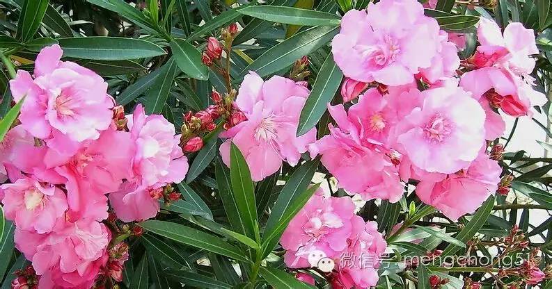 猫咪对哪些植物有毒,对猫咪有毒的植物