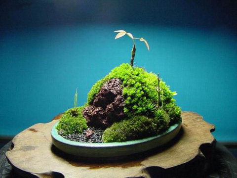 把苔藓做成艺术品,苔藓微盆景用装饰石