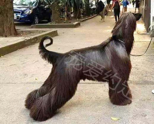 千万不要点开原声是什么梗,千万不要点开原声好吗