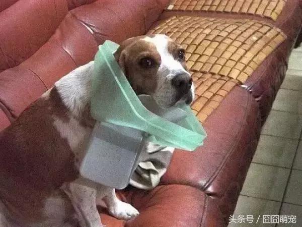 炖狗肉蘸什么料好吃,炖狗肉怎么炖好吃