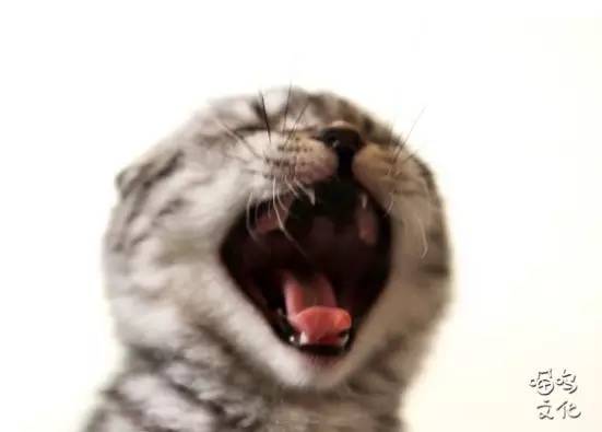 猫咪过于调皮如何调教，铲屎官进来看