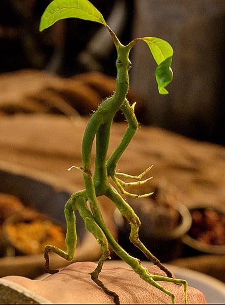 神奇动物的魔法合集,魔法世界神奇动物名单