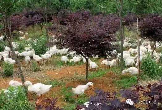 种草养鹅可以节省多少成本,种草养鹅技术及效益