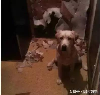 炖狗肉蘸什么料好吃,炖狗肉怎么炖好吃