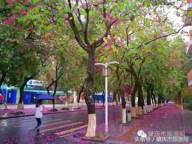 西大下了一场雨,美翻了整个肇庆!