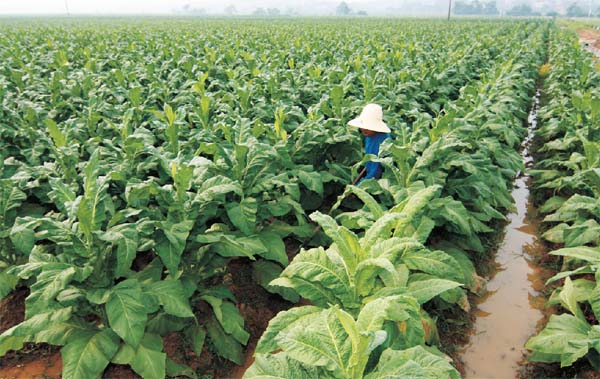 吸草烟的害处有哪些,草烟的危害大还是纸烟危害大