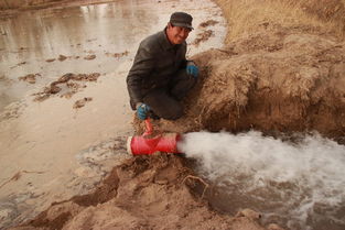 民勤河里抓鱼,渠里抓鱼