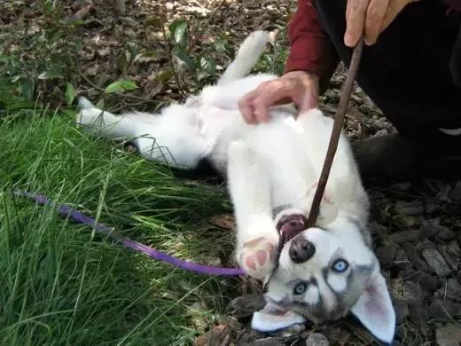 哈士奇犬的缺点和优点秒懂,哈士奇是狗界最出名的犬种吗