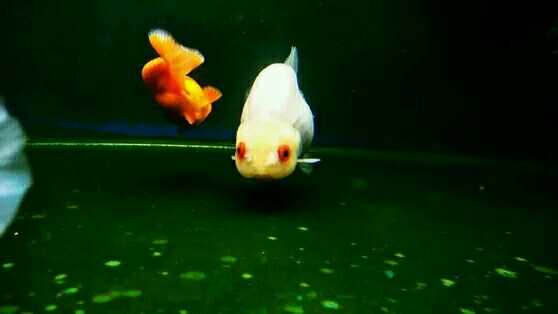 如何挑选金鱼,购买金鱼怎么挑选