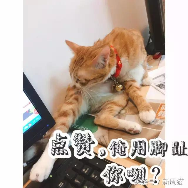 我们也可以像猫咪一样自由吗 (和猫一样的旅行)