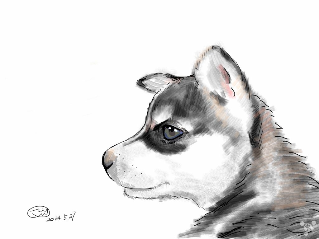 宠物篇100天,宠物篇合集